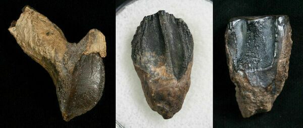Triceratops teeth showing varying degrees of wear.  Left: Unworn with root.  Center: Moderate wear.  Right: Heavily worn "shed tooth"